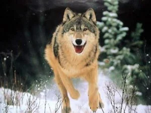 klan_loup_courrant