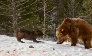 loup ours même combat