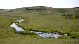 loup_lozere