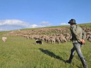 Photographie d'un berger et avec un troupeau d'ovins.