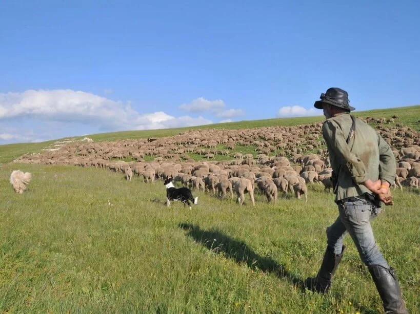Photographie d'un berger et avec un troupeau d'ovins.
