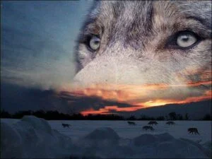 Illustration représentant un paysage au coucher du soleil avec, en fond, une tête de loup.