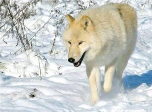 Photographie d'un loup blanc marchant dans la neige.