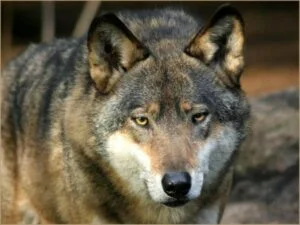 loup-de-face