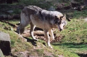 notre frère le loup