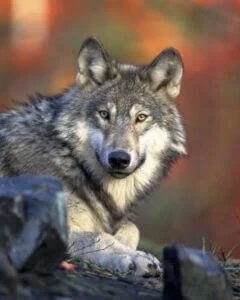 noble_loup