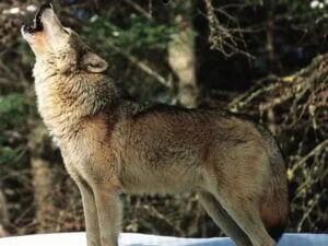 Photographie d'un loup gris en train de hurler.
