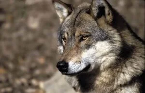regard-loup