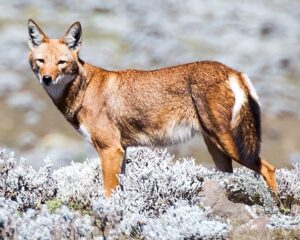 loup_abyssinie