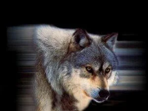 remerciement klan du loup