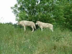 Photographie de deux loups blancs.