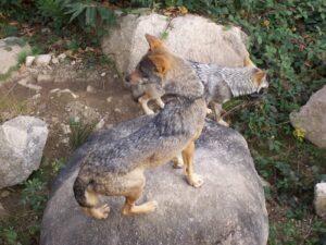 loups-chabrieres