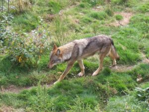 loups-chabrieres