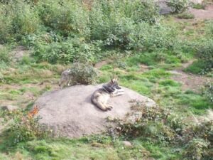Photographie d'un loup de Chabrieres, couché sur un rocher.