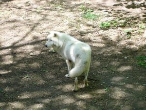 loups-orlu