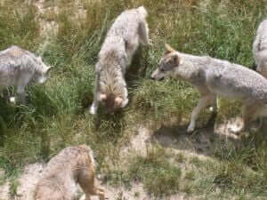 loups-gevaudan