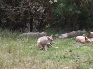 loups-gevaudan