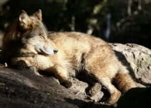 loup_sommeil