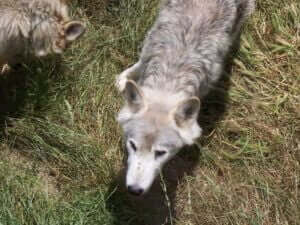 loups-gevaudan