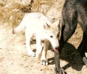 loups-gevaudan