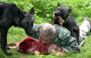 Photographie de Werner Freund, entouré de deux loups, mangeant une carcasse.