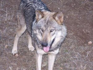loup-castel