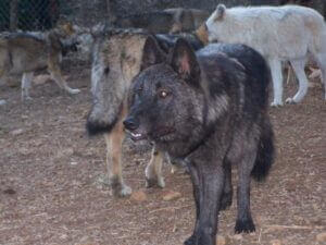 loup-castel