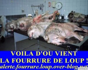 alerte-fourrure-loup-blog