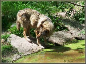 loups-joce