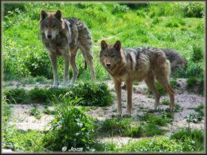 loups-joce