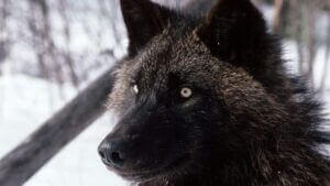 loup_noir_amerique_chien_europe