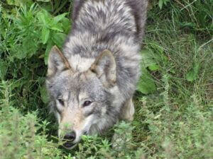 loup_chateau_nantes