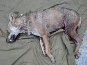 louve_loup