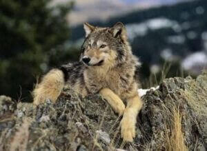canis-lupus