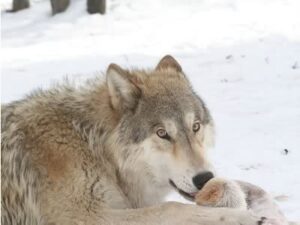 wolf-snow