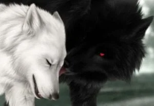 Dessin représentant un Loup blanc et un Loup noir.
