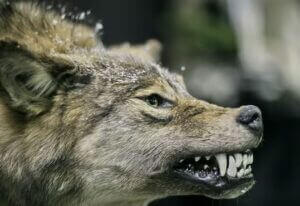 loup-mechant