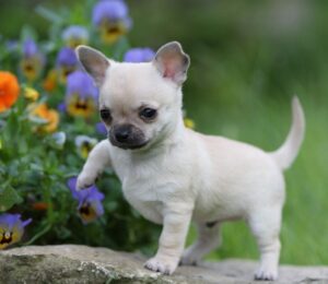 loup_petits_chiens