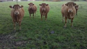 randonneurs_attaques_dans_alpages
