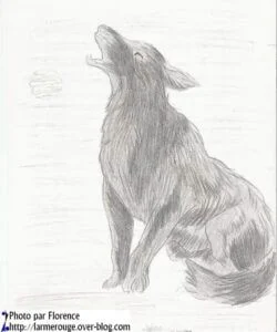loup_dessin