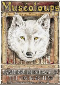 museoloups_loup