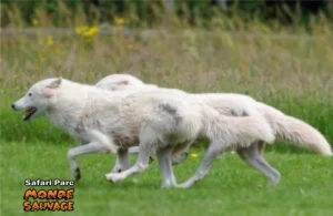 loup_monde_sauvage_aywaille