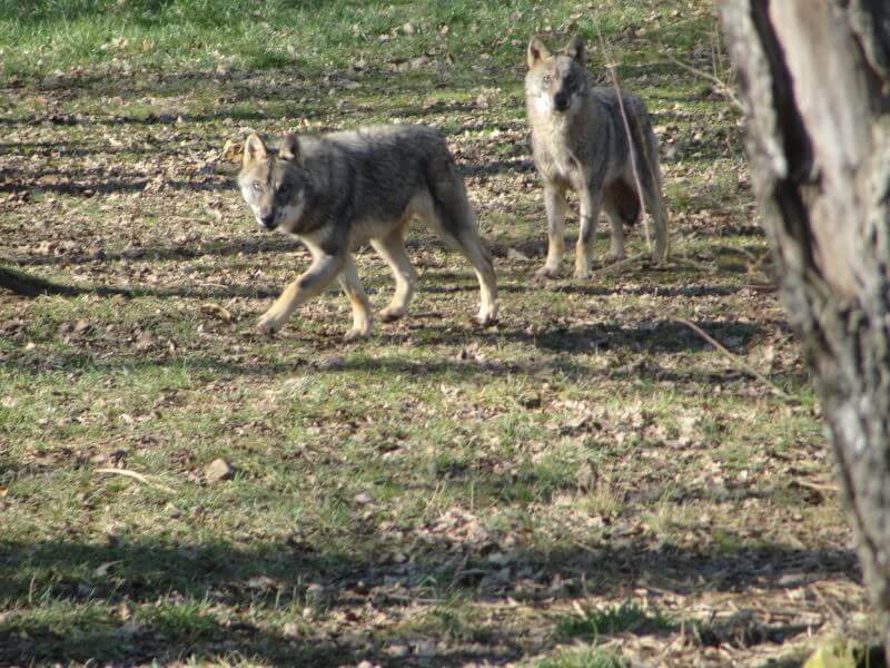 sur-piste-du-loup-montenegro