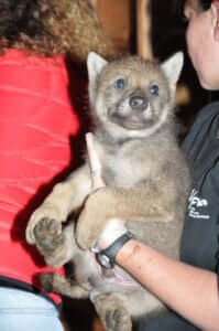vaccination_louveteaux_klan_loup