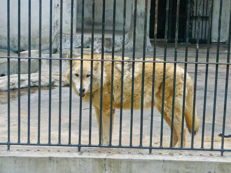loup_zoo