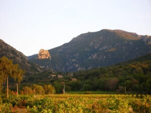 loup_roussillon_alberes