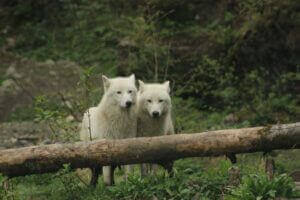 zootherapie_loup