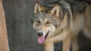 extermination_loup_vosges