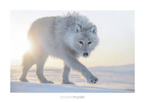 klan_loup_blanc_munier