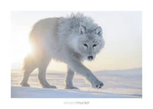klan_loup_blanc_munier